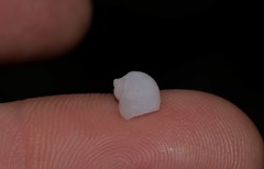 Vanikoro sigaretiformis