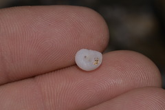 Vanikoro sigaretiformis