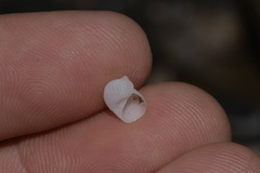 Vanikoro sigaretiformis