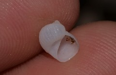 Vanikoro sigaretiformis