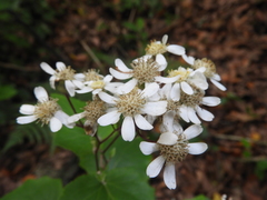 Pericallis appendiculata image