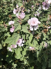 Althaea