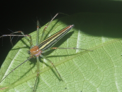 Oxyopes tenellus