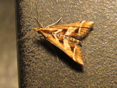 Diasemia grammalis