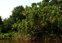 Alchornea cordifolia image