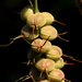 Alchornea cordifolia - Photo (c) Bart Wursten, some rights reserved (CC BY-NC), uploaded by Bart Wursten