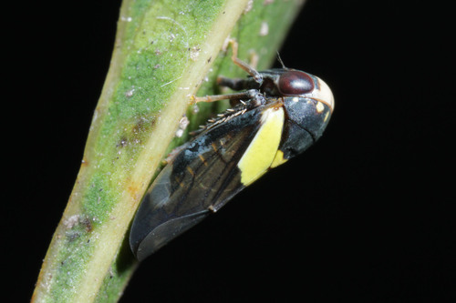 Pretioscopus