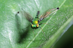 Diptera