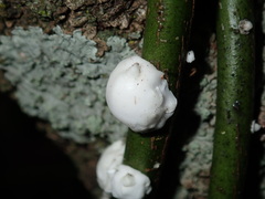 Ceroplastes destructor