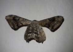 Phazaca leucocephala