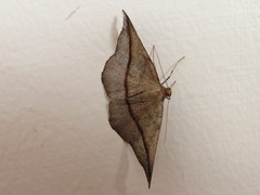 Sarisa muriferata