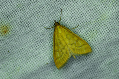 Mecyna flavalis