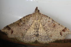 Lithilaria