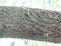 Quercus variabilis