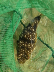 Amblyrhynchote honckenii