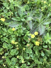 Halerpestes sarmentosa