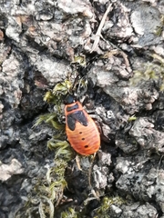 Pyrrhocoris apterus