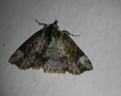 Tamba conscripta