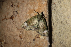 Tamba conscripta