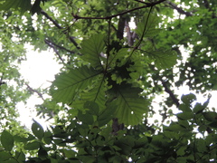 Quercus mongolica