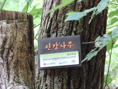 Quercus mongolica