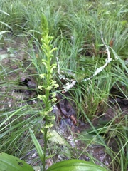 Platanthera flava