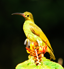 Arachnothera flavigaster