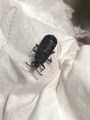 Brachyrhynchus membranaceus