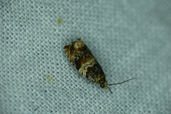 Celypha flavipalpana