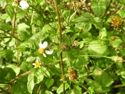 Bidens image