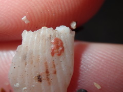 Homotrema