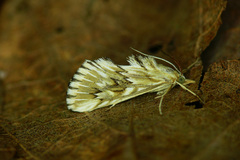 Cynaeda dentalis