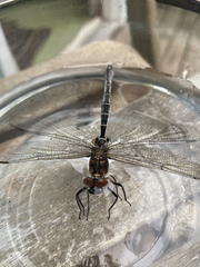 Somatochlora cingulata