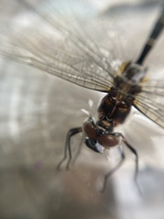 Somatochlora cingulata