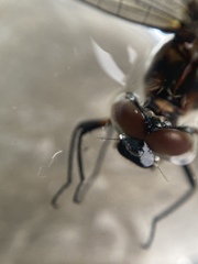 Somatochlora cingulata