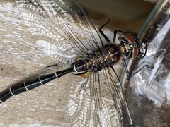 Somatochlora cingulata