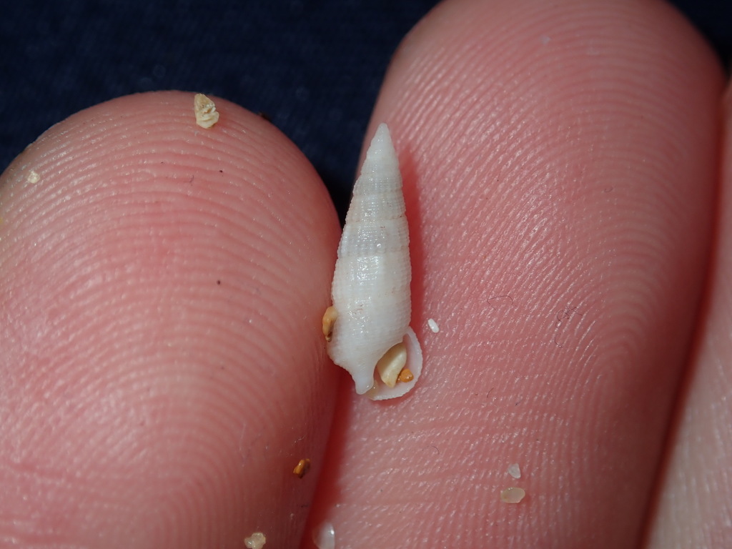 Cerithium nesioticum