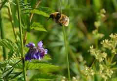 Bombus distinguendus