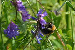 Bombus distinguendus