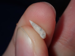 Cerithium nesioticum