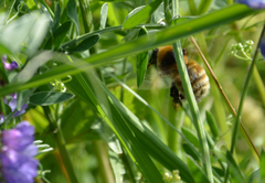 Bombus distinguendus