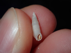 Cerithium nesioticum