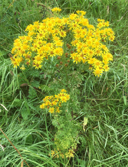 Jacobaea vulgaris