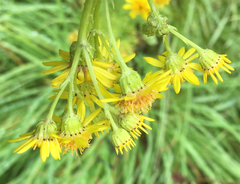 Jacobaea vulgaris