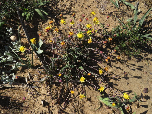 Othonna perfoliata (L.f.) Jacq. 3