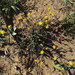 Othonna amplexifolia DC. 3