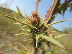 Cirsium vulgare vulgare