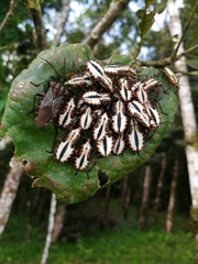 Thasopsis formidabilis