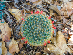 Mammillaria flavicentra