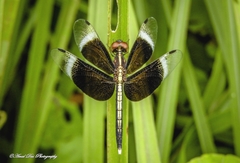Neurothemis tullia